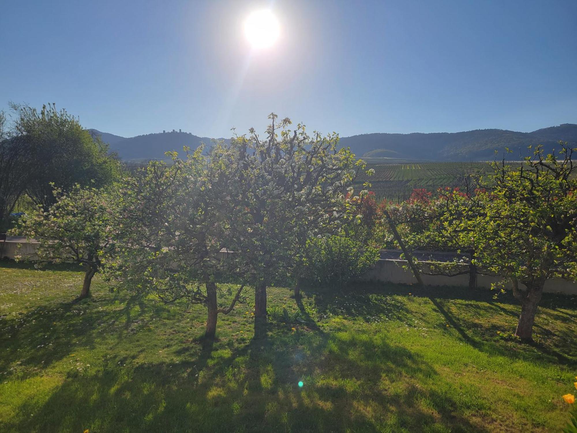 Studio Aux Pieds Des Vignes إِجويشا المظهر الخارجي الصورة